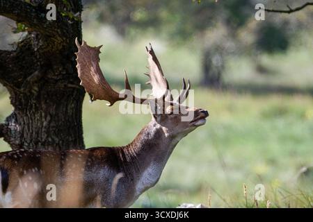 Ein europäischer Damhirsch Buck, männliche Hirsche mit großen Geweihen, die im Sonnenlicht stehen und sein Profil vor einem verschwommenen Hintergrund von Grün zeigen Stockfoto