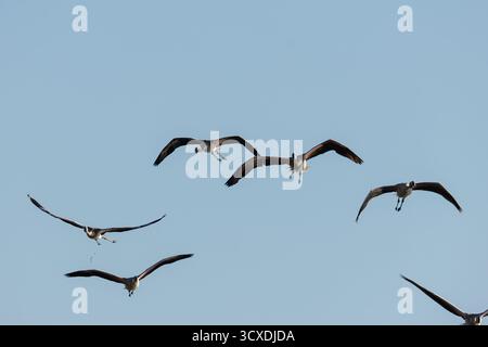 Eine Schar Flamingos, die in einem klaren blauen Himmel fliegen. Stockfoto