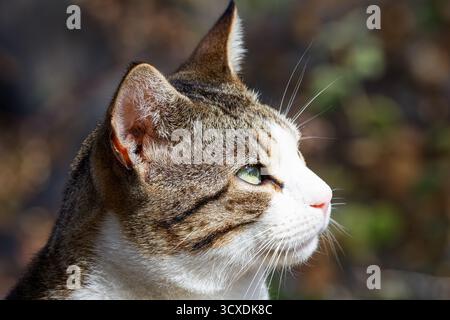 Nahaufnahme einer Tabbykatze mit grünen Augen, die zur Seite schauen. Stockfoto