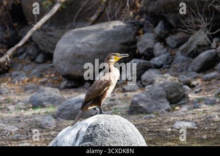 Ein Kormoranvogel auf einem Felsen in einer felsigen Landschaft. Stockfoto