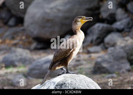 Ein Kormoranvogel auf einem Felsen in einer natürlichen Umgebung. Stockfoto