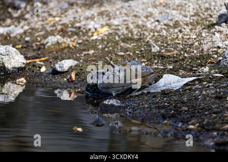 Eine männliche und eine weibliche Eurasische Schwarzmütze (Sylvia atricapilla), die an einem felsigen Seeufer thront, eine mit einer schwarzen Mütze. Stockfoto