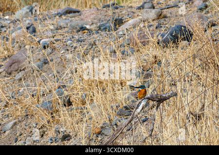 Ein eisvogel auf einem Ast in einer trockenen, felsigen Landschaft mit kargem Gras Stockfoto