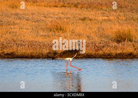 Schwarzstorch (Ciconia Nigra), der während des Sonnenuntergangs in einem flachen Gewässer weht. Stockfoto