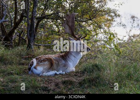 Ein majestätischer Hirsch mit großen Geweihen auf einer Waldlichtung. Stockfoto