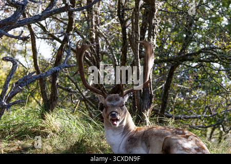 Ein Hirsch mit großen Geweihen, der in einem bewaldeten Gebiet ruht. Stockfoto