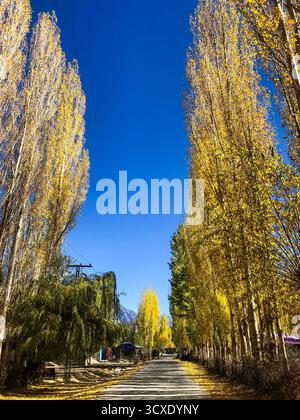 Eine malerische Straße, die sich durch einen Korridor aus hohen goldenen Bäumen in den zerklüfteten Hindukusch-Bergen im Herbst verliert Stockfoto