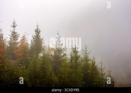 Tannenwald im Nebel. nebelige Landschaft mit Nadelbäumen. Geheimnisvoller Vormittagshintergrund in den Bergen. Kalte Herbstwettervorhersage in karpaten. Stockfoto
