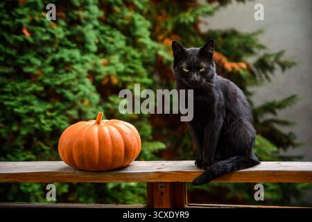Wütende schwarze Katze und orangefarbener Kürbis auf Holzplanke einer Außenterrasse. Haustier mit grünlichen Augen, die ernst aussehen. Ländlicher Garten im verschwommenen B Stockfoto