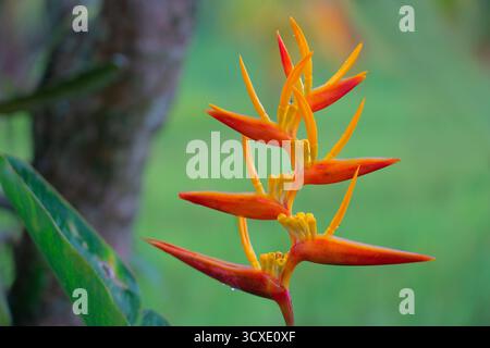 Helikonia-Blüte mit leuchtend orangen und gelben Blüten auf einem verschwommenen Hintergrund Stockfoto