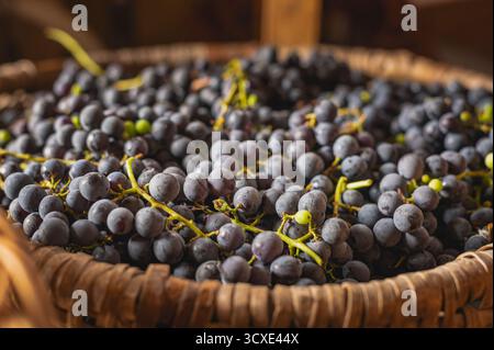 Korb aus Korb mit frisch geernteten dunkelvioletten Weintrauben repräsentiert die Herbstlese des Weinbaus, der frisches Bio-Obst erzeugt Stockfoto