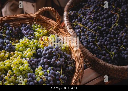 Korb aus Korb gefüllt mit einer reichhaltigen Mischung aus frisch geernteten grünen und dunkelvioletten Weintrauben Herbst Weinberg Ernte Weinbau Bio Obst Stockfoto