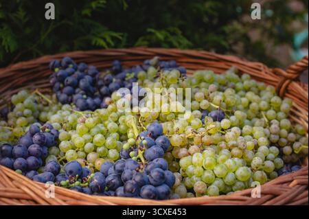 Korb aus Korb gefüllt mit einer reichhaltigen Mischung aus frisch geernteten grünen und dunkelvioletten Weintrauben Herbst Weinberg Ernte Weinbau Bio Obst Stockfoto