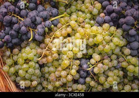 Korb aus Korb gefüllt mit einer reichhaltigen Mischung aus frisch geernteten grünen und dunkelvioletten Weintrauben Herbst Weinberg Ernte Weinbau Bio Obst Stockfoto