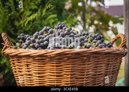 Korb aus Korb mit frisch geernteten dunkelvioletten Weintrauben repräsentiert die Herbstlese des Weinbaus, der frisches Bio-Obst erzeugt Stockfoto