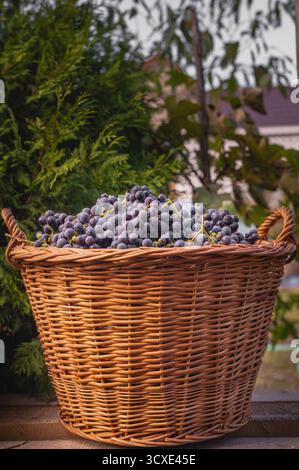 Korb aus Korb mit frisch geernteten dunkelvioletten Weintrauben repräsentiert die Herbstlese des Weinbaus, der frisches Bio-Obst erzeugt Stockfoto