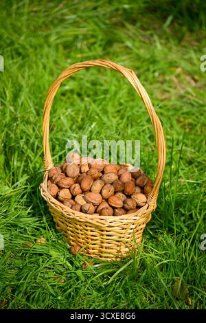 Frisch geerntete trockene Nüsse in ihrer Schale in einem Korb, in das Gras in der Sonne gelegt Stockfoto