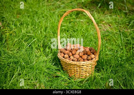 Frisch geerntete trockene Nüsse in ihrer Schale in einem Korb, in das Gras in der Sonne gelegt Stockfoto
