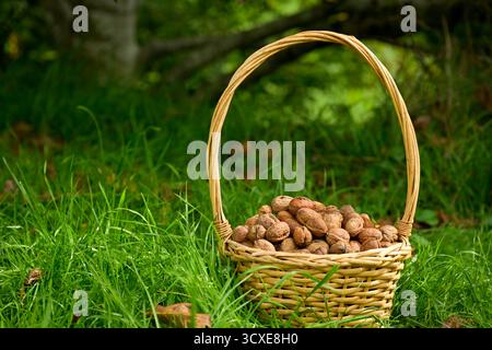 Frisch geerntete trockene Nüsse in ihrer Schale in einem Korb, in der Nähe eines Walnussbaums im Gras platziert Stockfoto