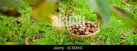 Draufsicht der frisch geernteten trockenen Nüsse in ihren Schalen in einem Korb, im Gras unter den Blättern des Walnussbaums, Bannerform Stockfoto