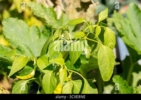 Zürich, Schweiz, 21. September 2024 Capsicum annuum Sigaretta di Bergamo oder Paprikapflanze im botanischen Garten Stockfoto
