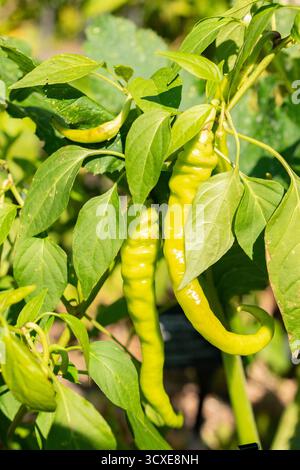 Zürich, Schweiz, 21. September 2024 Capsicum annuum Sigaretta di Bergamo oder Paprikapflanze im botanischen Garten Stockfoto
