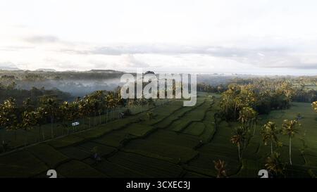 Nebliger Sonnenaufgang über üppig grünen Reisterrassen und tropischen Palmen in Südostasien. Ruhiger Blick aus der Luft auf die traditionelle Landwirtschaft bei sanftem Morgenlicht. Stockfoto