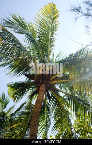 Eine hohe Palme erhebt sich vor einem klaren blauen Himmel und zeigt ihre leuchtend grünen Blätter. Das Sonnenlicht filtert durch die Wedel und hebt das natura hervor Stockfoto