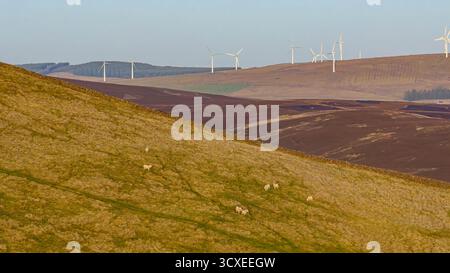 Luftaufnahme eines Windparks auf den Lammermuir Hills, Schottland, mit Windturbinen über Heideflächen, Ackerland und Schafen im warmen, tiefen Sonnenlicht Stockfoto