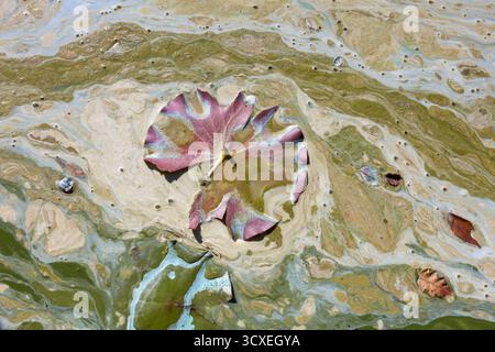 Verschmutzte Gebirgsseeoberfläche im Frühherbst mit Algenblüte und Cyanobakterien mit ölähnlichem Glanz, Blättern und organischen Abfällen. Stockfoto