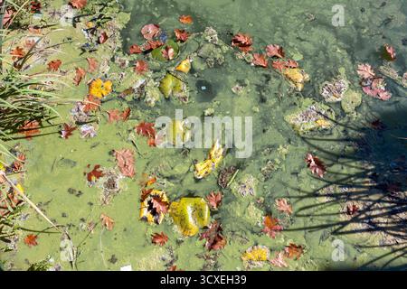 Verschmutzte Gebirgsseeoberfläche im Frühherbst mit Algenblüte und Cyanobakterien mit ölähnlichem Glanz, Blättern und organischen Abfällen. Stockfoto