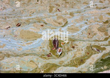 Verschmutzte Gebirgsseeoberfläche im Frühherbst mit Algenblüte und Cyanobakterien mit ölähnlichem Glanz, Blättern und organischen Abfällen. Stockfoto