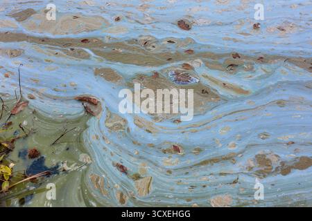 Verschmutzte Gebirgsseeoberfläche im Frühherbst mit Algenblüte und Cyanobakterien mit ölähnlichem Glanz, Blättern und organischen Abfällen. Stockfoto