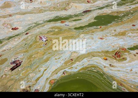 Verschmutzte Gebirgsseeoberfläche im Frühherbst mit Algenblüte und Cyanobakterien mit ölähnlichem Glanz, Blättern und organischen Abfällen. Stockfoto