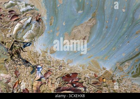 Verschmutzte Gebirgsseeoberfläche im Frühherbst mit Algenblüte und Cyanobakterien mit ölähnlichem Glanz, Blättern und organischen Abfällen. Stockfoto