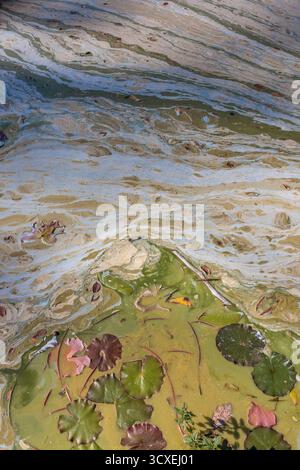 Verschmutzte Gebirgsseeoberfläche im Frühherbst mit Algenblüte und Cyanobakterien mit ölähnlichem Glanz, Blättern und organischen Abfällen. Stockfoto