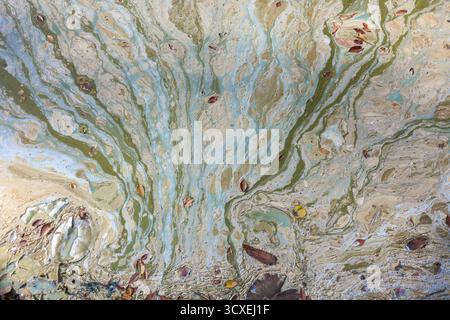 Verschmutzte Gebirgsseeoberfläche im Frühherbst mit Algenblüte und Cyanobakterien mit ölähnlichem Glanz, Blättern und organischen Abfällen. Stockfoto