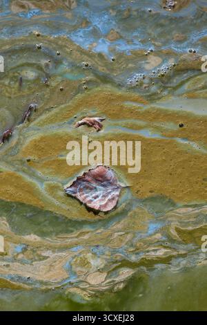 Verschmutzte Gebirgsseeoberfläche im Frühherbst mit Algenblüte und Cyanobakterien mit ölähnlichem Glanz, Blättern und organischen Abfällen. Stockfoto