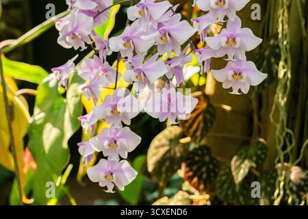 Zürich, Schweiz, 4. März 2025 Phalaenopsis Schilleriana Pflanze im Botanischen Garten Stockfoto