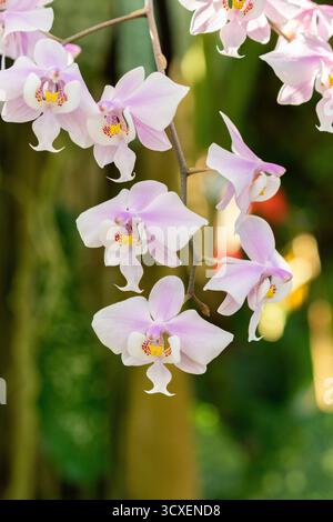 Zürich, Schweiz, 4. März 2025 Phalaenopsis Schilleriana Pflanze im Botanischen Garten Stockfoto