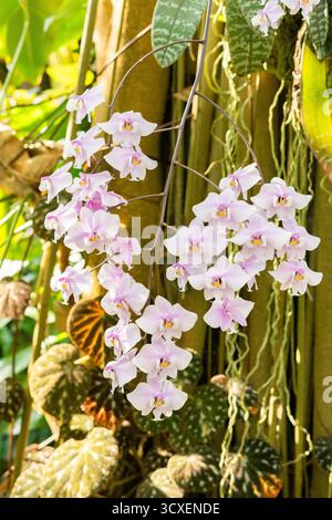 Zürich, Schweiz, 4. März 2025 Phalaenopsis Schilleriana Pflanze im Botanischen Garten Stockfoto