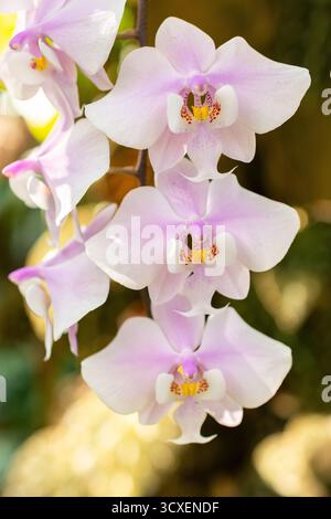 Zürich, Schweiz, 4. März 2025 Phalaenopsis Schilleriana Pflanze im Botanischen Garten Stockfoto