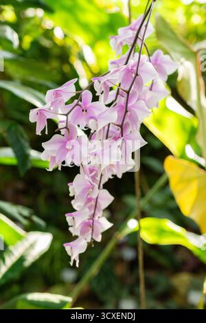 Zürich, Schweiz, 4. März 2025 Phalaenopsis Schilleriana Pflanze im Botanischen Garten Stockfoto