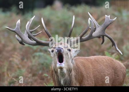 Buschy Park, London, UK. 14. Oktober 2025. Die Rotwild-Furche setzt sich heute fort und große Männchen brüllen als Zeichen der Dominanz. Quelle: Ed Brown/Alamy Live News Stockfoto