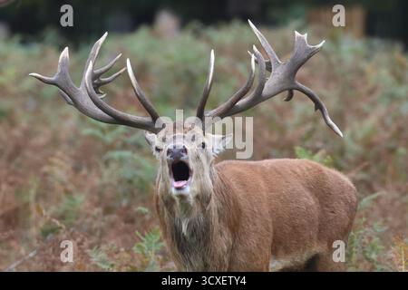 Buschy Park, London, UK. 14. Oktober 2025. Die Rotwild-Furche setzt sich heute fort und große Männchen brüllen als Zeichen der Dominanz. Quelle: Ed Brown/Alamy Live News Stockfoto