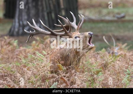 Buschy Park, London, UK. 14. Oktober 2025. Die Rotwild-Furche setzt sich heute fort und große Männchen brüllen als Zeichen der Dominanz. Quelle: Ed Brown/Alamy Live News Stockfoto