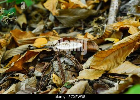 Eine auffällige Amanita muscaria, auch bekannt als Fliegenpilz, ein giftiger Pilz, mit seiner markanten weiß gefleckten Kappe, steht inmitten eines Teppichs aus getrockneten braunen und gelben Herbstblättern. Horizontale Aufnahme. Stockfoto