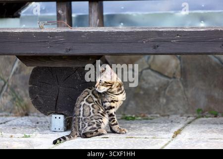 Nahporträt eines jungen bengalischen Kätzchens, das auf einer Terrasse sitzt. Ihr wunderschöner rosettierter Mantel und ihr wacher Blick spiegeln ihre wilde und doch elegante Natur wider Stockfoto