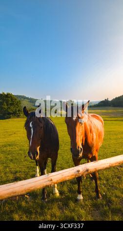 Zwei Pferde stehen neben Holzzaun auf grüner Wiese unter blauem Himmel und warmem Sonnenlicht in ländlicher Landschaft. Stockfoto