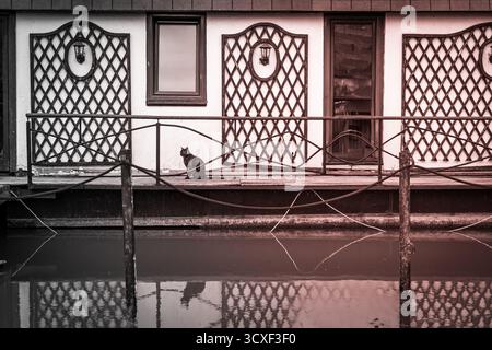 Eine schwarze Katze, die auf dem Dock sitzt. Stockfoto